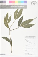 登錄號:BS06323藏品圖，第1張