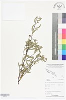 登錄號:BS06324藏品圖，第1張