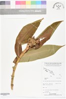 登錄號:BS06327藏品圖，第1張