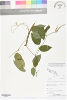 登錄號:BS06328藏品圖，第1張
