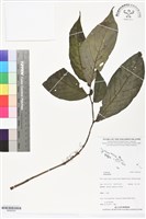 登錄號:BS06329藏品圖，第1張