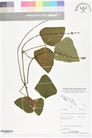 登錄號:BS06330藏品圖，第1張