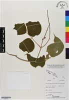 登錄號:BS06331藏品圖，第1張