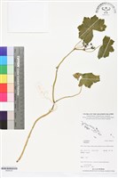 登錄號:BS06332藏品圖，第1張