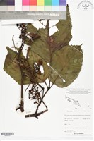 登錄號:BS06333藏品圖，第1張