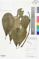 登錄號:BS06334藏品圖，第1張