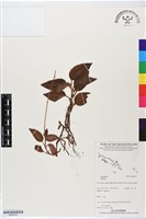 登錄號:BS06335藏品圖，第1張