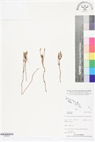 登錄號:BS06336藏品圖，第1張
