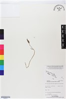 小鬼蘭藏品圖，第1張