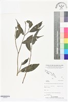 登錄號:BS06338藏品圖，第1張
