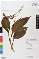 登錄號:BS06339藏品圖，第1張