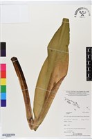 登錄號:BS06341藏品圖，第1張