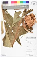 登錄號:BS06343藏品圖，第1張