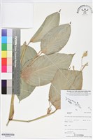 登錄號:BS06344藏品圖，第1張