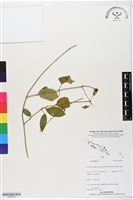 登錄號:BS06345藏品圖，第1張