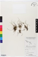登錄號:BS06346藏品圖，第1張