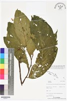登錄號:BS06347藏品圖，第1張