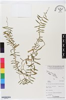 登錄號:BS06348藏品圖，第1張