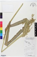 館號:BS06349藏品圖，第1張