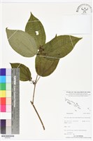 登錄號:BS06352藏品圖，第1張