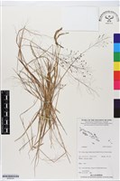 登錄號:BS06354藏品圖，第1張