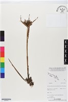 登錄號:BS06355藏品圖，第1張