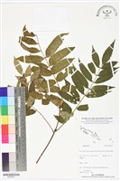 登錄號:BS06357藏品圖，第1張