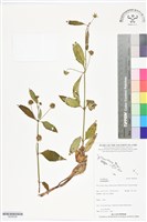 登錄號:BS06358藏品圖，第1張