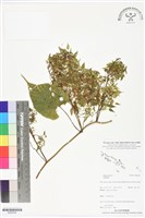 登錄號:BS06359藏品圖，第1張