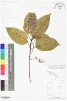 登錄號:BS06360藏品圖，第1張