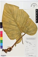 登錄號:BS06361藏品圖，第1張