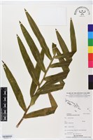 館號:BS06362藏品圖，第1張