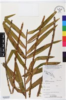 館號:BS06362藏品圖，第2張