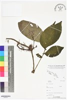 登錄號:BS06363藏品圖，第1張