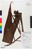 登錄號:BS06364藏品圖，第1張