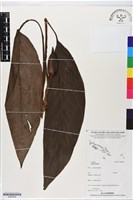 登錄號:BS06366藏品圖，第1張