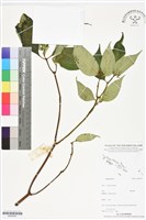 登錄號:BS06367藏品圖，第1張