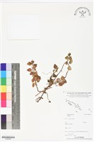 登錄號:BS06368藏品圖，第1張