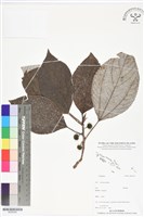 登錄號:BS06369藏品圖，第1張