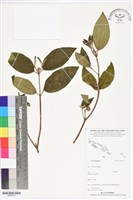 登錄號:BS06370藏品圖，第1張