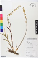 登錄號:BS06371藏品圖，第1張