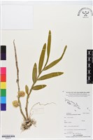 登錄號:BS06372藏品圖，第1張