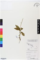 登錄號:BS06373藏品圖，第1張