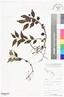 登錄號:BS06375藏品圖，第1張