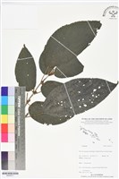 登錄號:BS06377藏品圖，第1張
