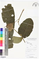 登錄號:BS06378藏品圖，第1張