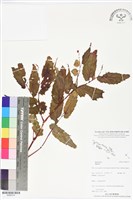 登錄號:BS06379藏品圖，第1張