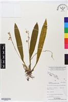 雙葉羊耳蒜、玉簪羊耳蘭藏品圖，第1張