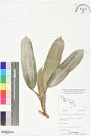 登錄號:BS06381藏品圖，第1張