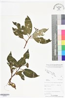 登錄號:BS06383藏品圖，第1張